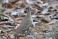 Partridge Pigeon